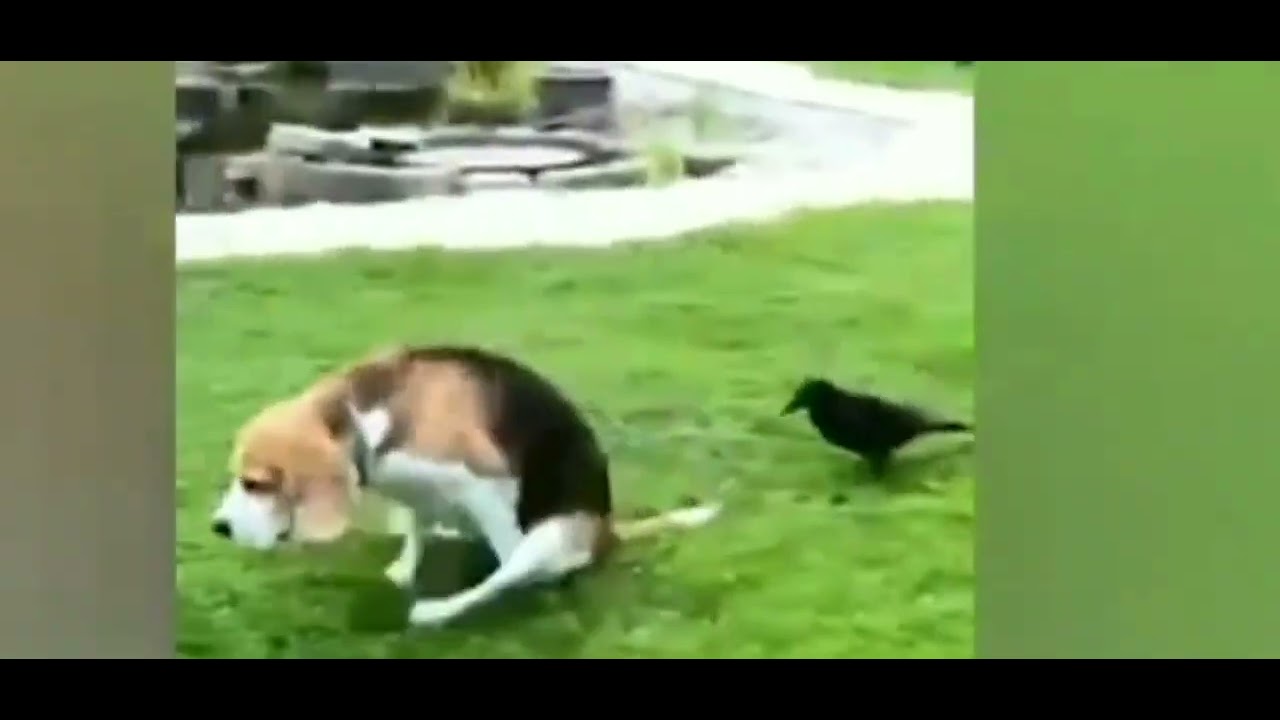 Funny Moments Animals Compilation Youtube