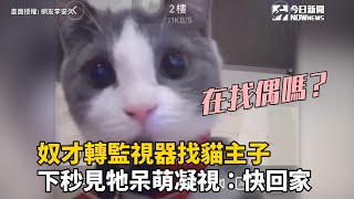 奴才轉監視器找貓主子  下秒見牠呆萌凝視：快回家