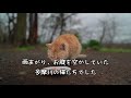 【桜隠し】雪と雨で、ずぶ濡れで寒そうにしている猫【多摩川の地域猫 保護猫】