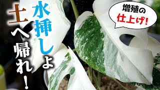 実は簡単！水挿しモンステラを用土植えに変える方法【観葉植物】