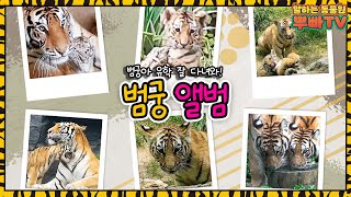 엄마 건곤이가 사랑하는 태범\u0026 무궁이에게 | 범궁이 유학 추억 성장 일기📔🐯 | 에버랜드 타이거밸리 (Everland Tiger Valley)