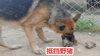 中亚德牧抵挡野猪有功，直接奖赏羊肉，意外就这样发生