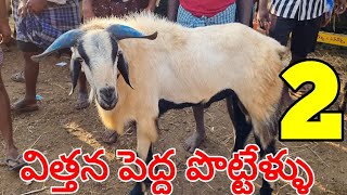 విత్తన పెద్ద పొట్టేళ్ళు 13 10 2023 Gudur sheep market Biggest sheep bakra ALIKHAN KRK