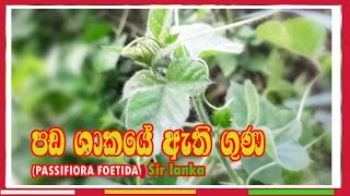 පඩ ශාකයේ ඇති ගුණ passifiora foetida