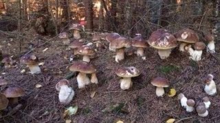 Funghi porcini /Boletus pinophilus - Masterpieces of nature from the Carpathian mountains