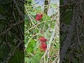 fruitful mulberry viral