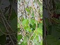 fruitful mulberry viral