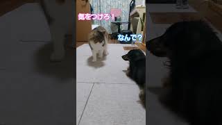 大事な話がある！猫と犬バージョン