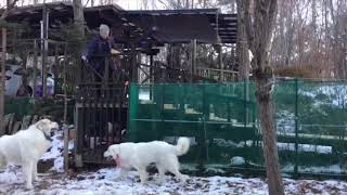 大好きなブリーダーさんが来ました Great Pyrenees グレートピレニーズ