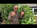 നിങ്ങളുടെ വീട്ടിൽ അത്തിമരം എങ്ങനെ വളർത്താം how to grow fig