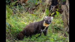 Pine Martin and Buzzard at Irish Photography Hides