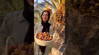 আরবরা যেভাবে গাছ থেকে খেজুর পারে 😱 Dates palm