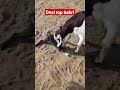 desi bakri palan bakri palan. kre desi bakri desi shorts youtubeshorts