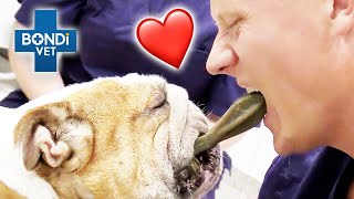 Aggressive Bulldog's Bromance With Vet 🐶 | Vet on the Hill Clips | Bondi Vet