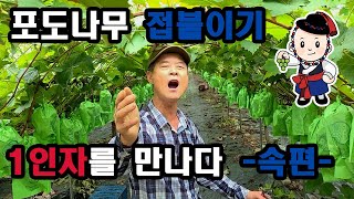 [포도대장] -속편-포도나무 접붙이기 1인자를 만나다 -속편-