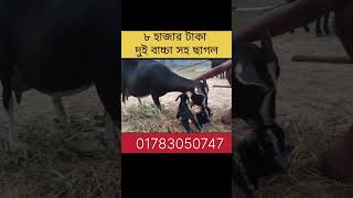 অরিজিনাল দেশি ব্ল্যাক বেঙ্গল ছাগলের খামার।#shortvideo #shorts #goatfarming #goat #blackbengalgoat