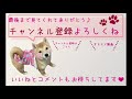 【柴犬と比較】豆柴の大きさってどれくらい？【体重・体高・背丈・胴まわり・首まわり】