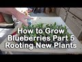 How to grow Blueberry Bushes Part 5 - How to Root Blueberry Plants (Blueberry Propagation)