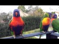 Male Rainbow Lorikeet impressing the Female