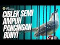 CISEM GACOR AMPUH PANCINGAN BUNYI IDOLA KICAU MANIA