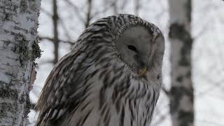 Viirupöllö Strix uralensis Kissakoskella