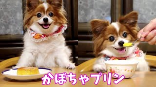 【超簡単】めちゃうま!! かぼちゃプリン　犬用も作ったらおいし過ぎて止まらない