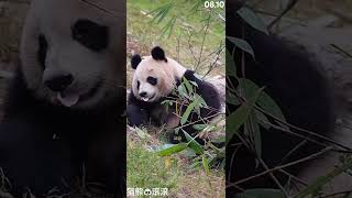 08/10 小二狗这侧躺的也太可爱了 #大熊猫润玥 #大熊猫 #panda