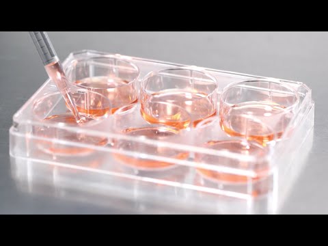 Cell Contamination: What you may be overlooking Cell Contamination: What you may be overlooking