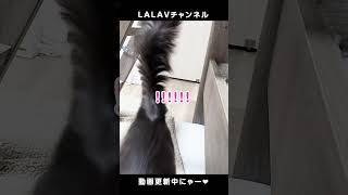 ウサギさんみたいなジャンプをする猫