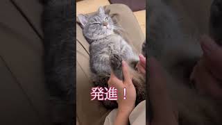 短足型ニャンダムを操縦した結果 #猫 #マンチカン #ペット