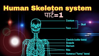 🔥Human Skeleton 🦴 system 🔥मानव कंकाल तंत्र पार्ट=1🔥🔥@Mr.studyroom🔥#rwa #ravistudyiqgk  #naveensir