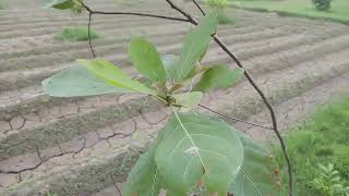 Baheda - Terminalia bellirica - Medicinal Tree - Organic Farm - Brigadier Ka Bagh