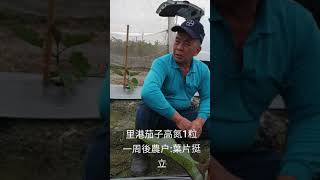 屏東里港茄子使用幼苗更挺立 | Taiwan Brinjal _ 20200211