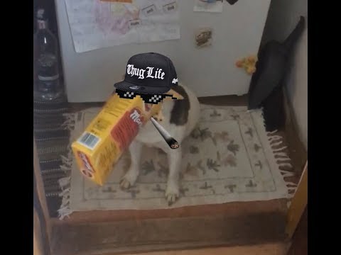 Dog thief crime thug life Dog thief crime thug life