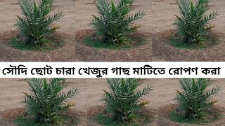 সৌদি খেজুর চারা গাছ রোপন তৈরী /  ছোট চারা গাছে প্রচুর খেজুর হয়