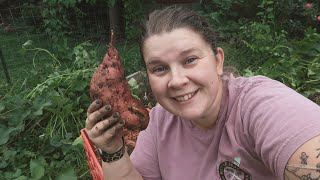 Let's Dig Sweet Potatoes!