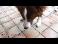 ボーダーコリーのボール遊び　さすがの集中力！　何メートル掘る気だ！？　bordercollie play ball