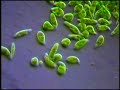 euglena