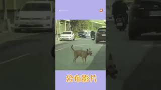 狗勾挖鄰居花圃 全被錄下來臉超心虛｜動物｜搞笑