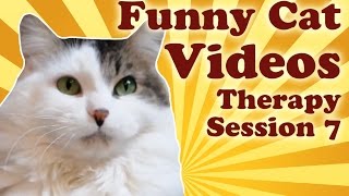 Funny Cat Videos Therapy 7: Luna The Cat's Exhausting Day