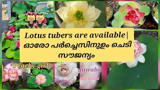 Lotus tubers are available|free plants|താമരയുടെ കിഴങ്ങു ലഭ്യമാണ് @LovelyGardens|9747689787(wtsapp)