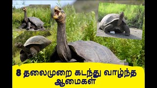 எட்டு தலைமுறை கண்ட ஆமைகள்