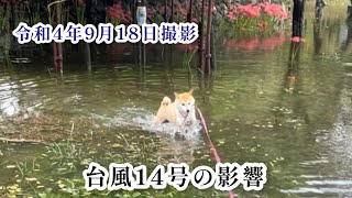 【柴犬 もみさん】台風14号関東　大雨の散歩のはずが・・・　Shiba Inu Momi-san and Pomeranian Babo take a walk before the typhoon