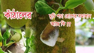 কাঁঠালের মুচি পচা রোগ সমাধান আছে কি ?? Jackfruit cob rot disease II Digital Farmer II