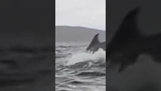 Humpback whale swallowing a kayaker before spitting him out