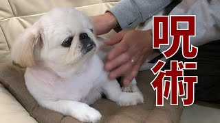 おっさん、ペキニーズに呪術を施す。Pekinese's father performs a spell.