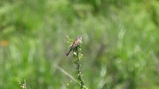 霧ケ峰高原のホオアカ（雄）のさえずり　その２（4K60P動画）