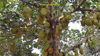 Artocarpus heterophyllus – Jack fruit