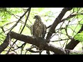 鳳頭蒼鷹 crested goshawk ，背景聲為斯氏繡眼的警戒聲。