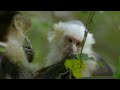 capuchin monkeys vs deadly boa constrictor snakes l wild costa rica